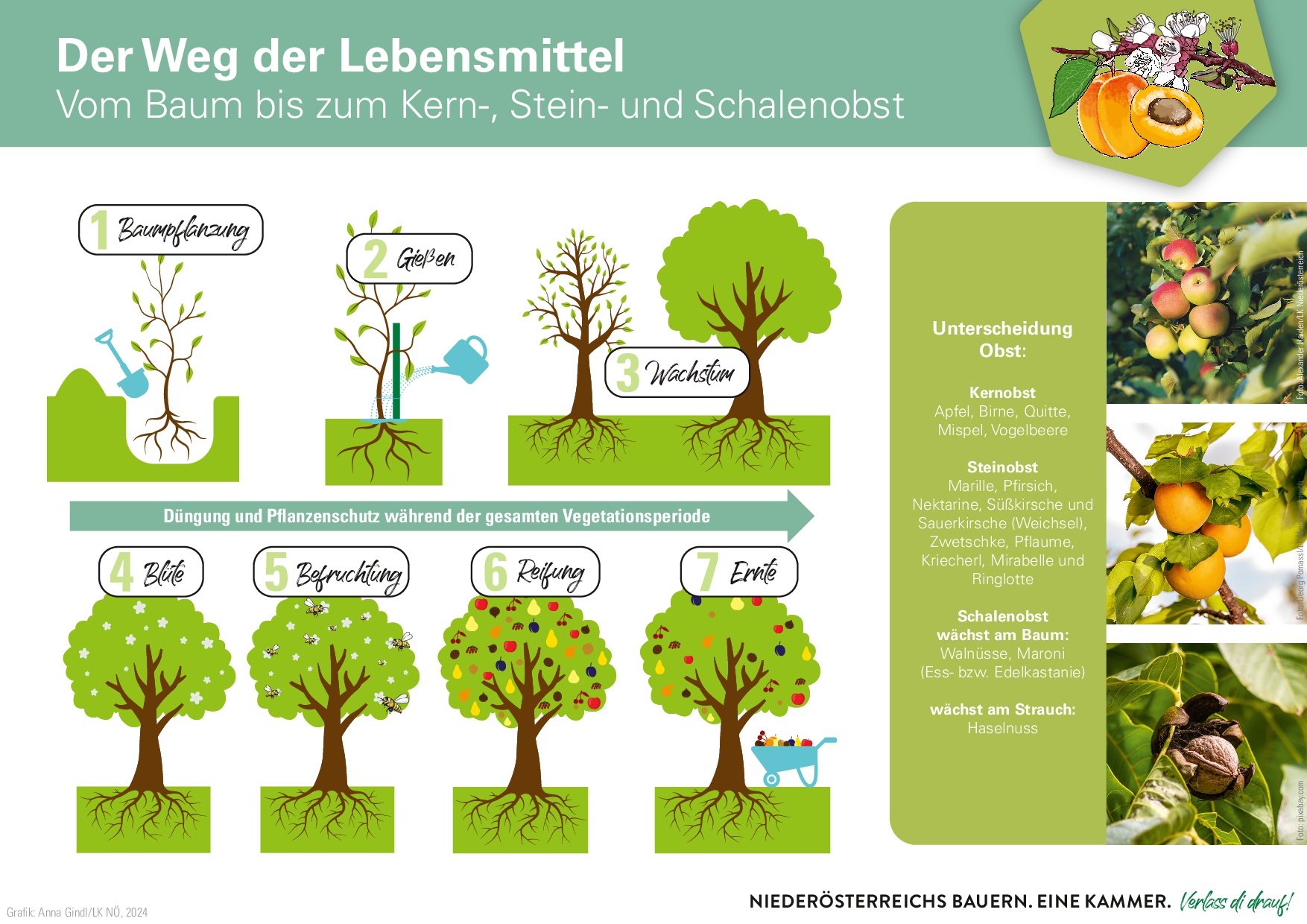 Weg des Obstes