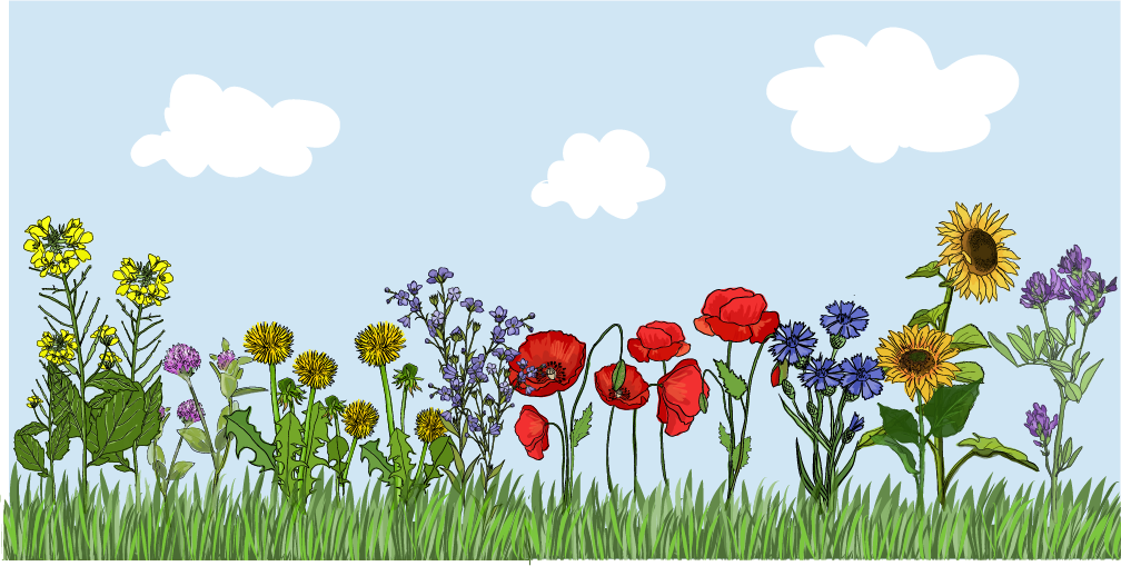 Blühstreifen mit Himmel