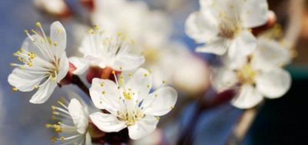 Wachauer Marillenbauer Titelbild