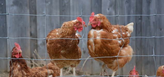 Familie Riegler Titelbild