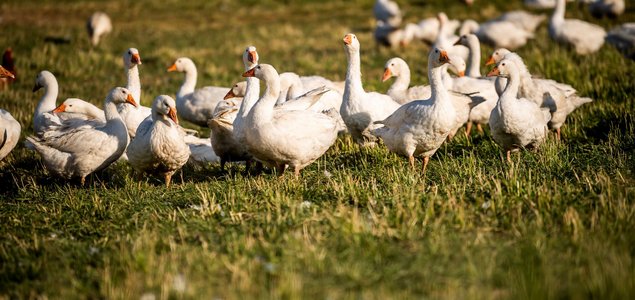 Lehner Sonja Titelbild