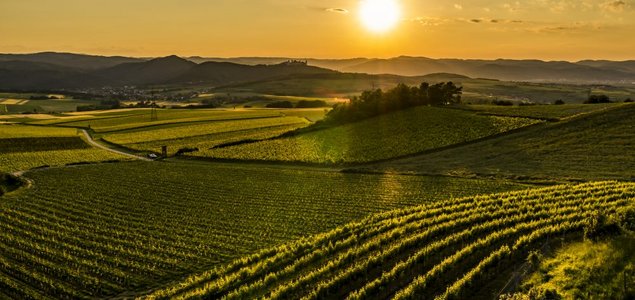 Winzerhof Fam. Dockner Titelbild