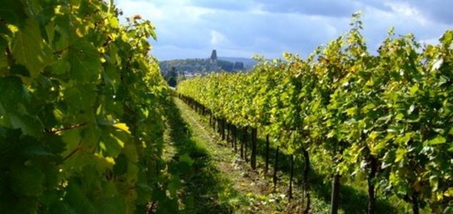 Weingut & Buchenschank Kas Nigl Titelbild